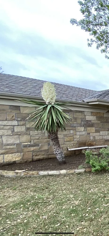 Reliable yard maintenance in San Angelo, TX - The Great View Landscaping