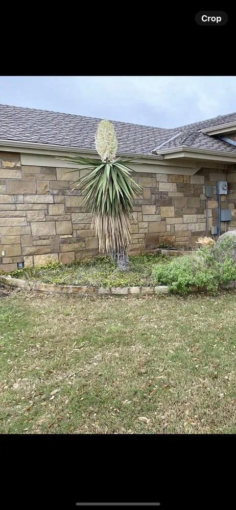 Affordable lawn mowing service for residential properties across San Angelo, TX - The Great View Landscaping