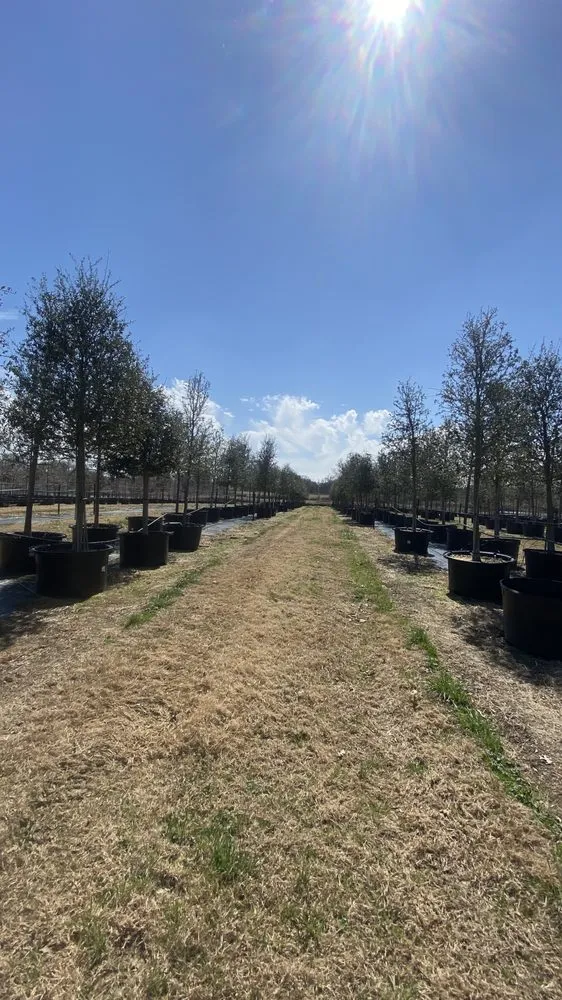 Affordable yard cleanup service in San Angelo, TX - The Great View Landscaping