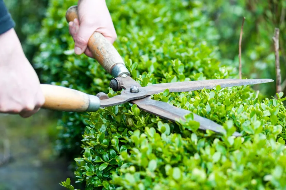 Local landscape installation experts serving Simi Valley, CA - The Green Edge Landscaping