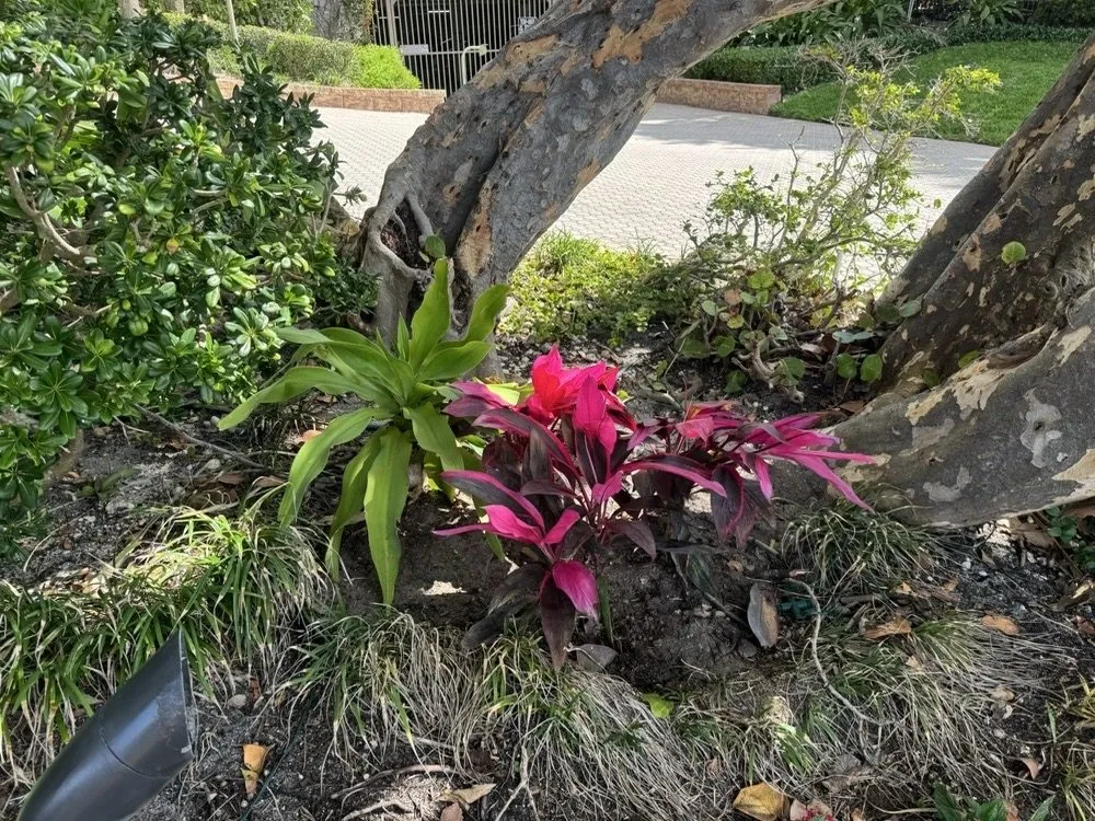 Reliable outdoor landscaping for homes in Davie, FL by The Green Experts Landscaping