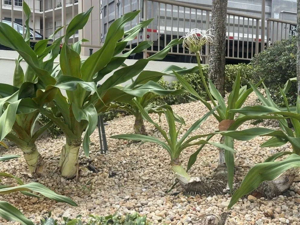 Professional residential landscaping for residential properties in Davie, FL by The Green Experts Landscaping