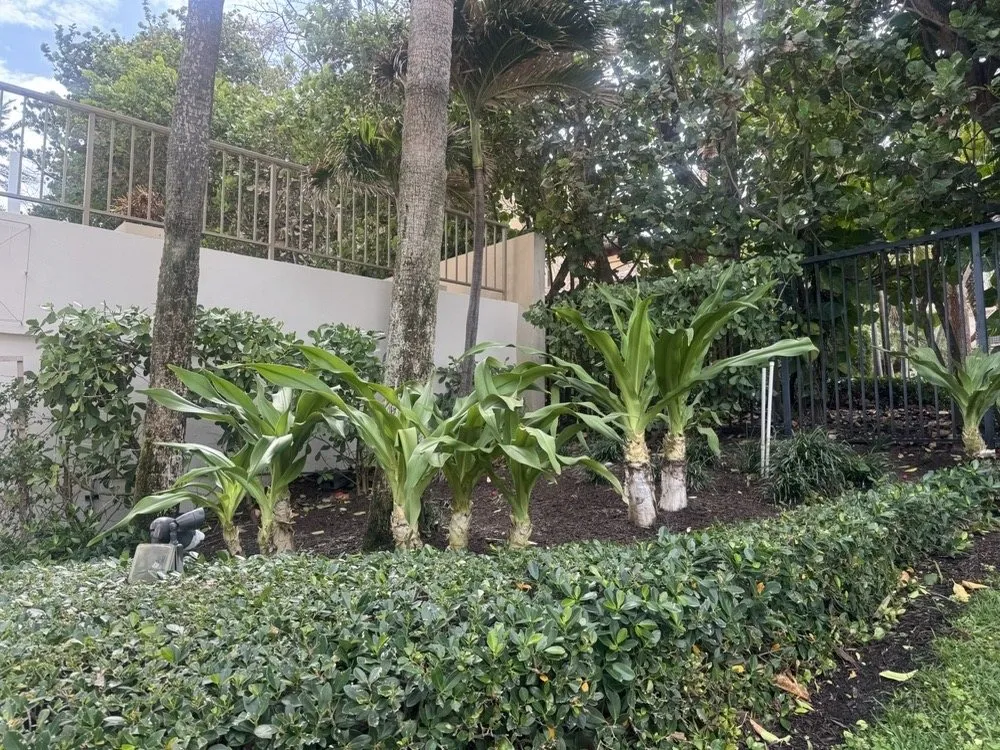 Reliable yard cleanup service in Davie, FL - The Green Experts Landscaping