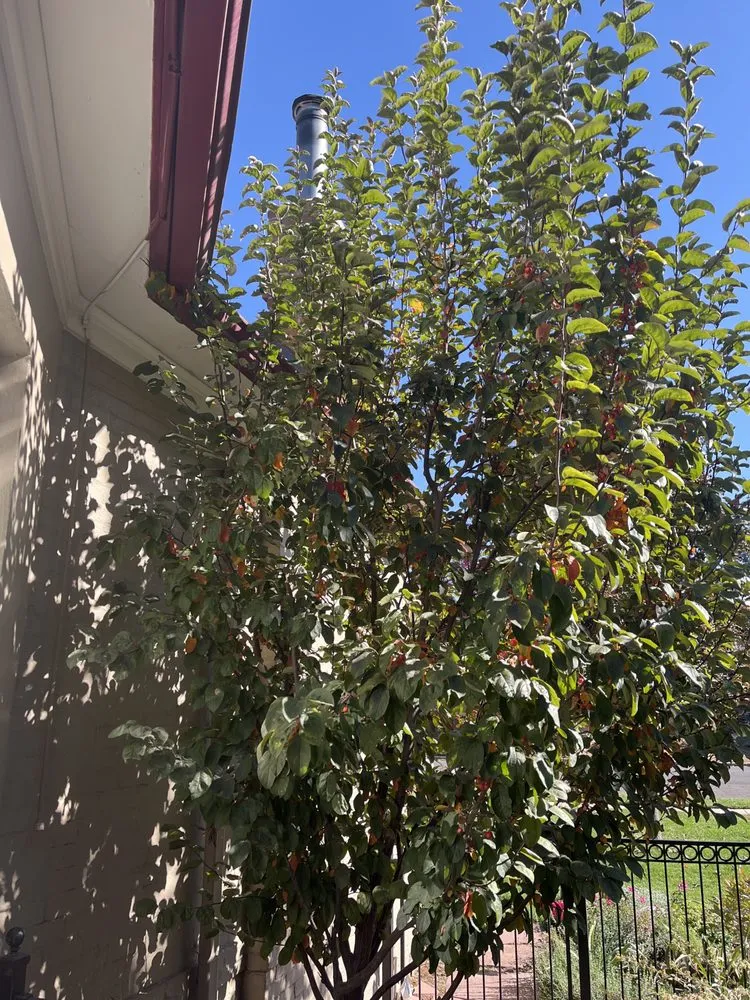 Local yard maintenance in Wheat Ridge, CO by The Green Fuse Landscape & Design