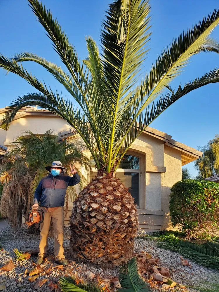 Expert landscape design for year-round maintenance across Goodyear, AZ - The Green Garden yard Services