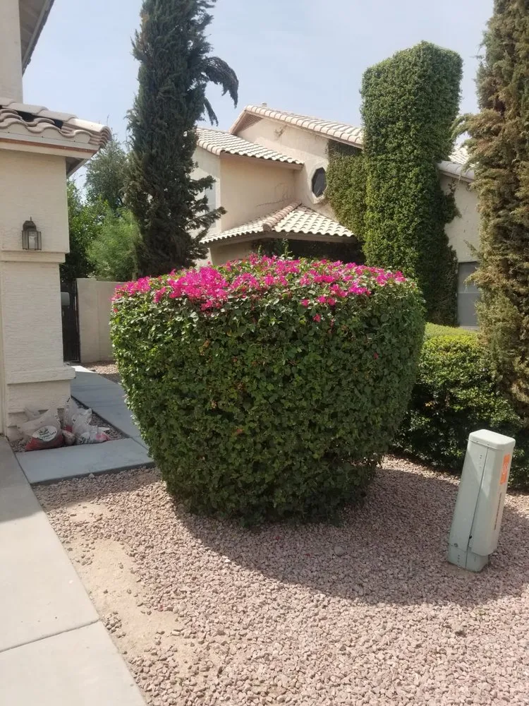 Reliable yard maintenance for residential properties in Goodyear, AZ by The Green Garden yard Services