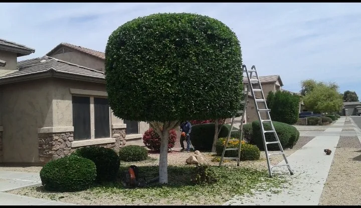 Professional outdoor landscaping for homes across Goodyear, AZ - The Green Garden yard Services