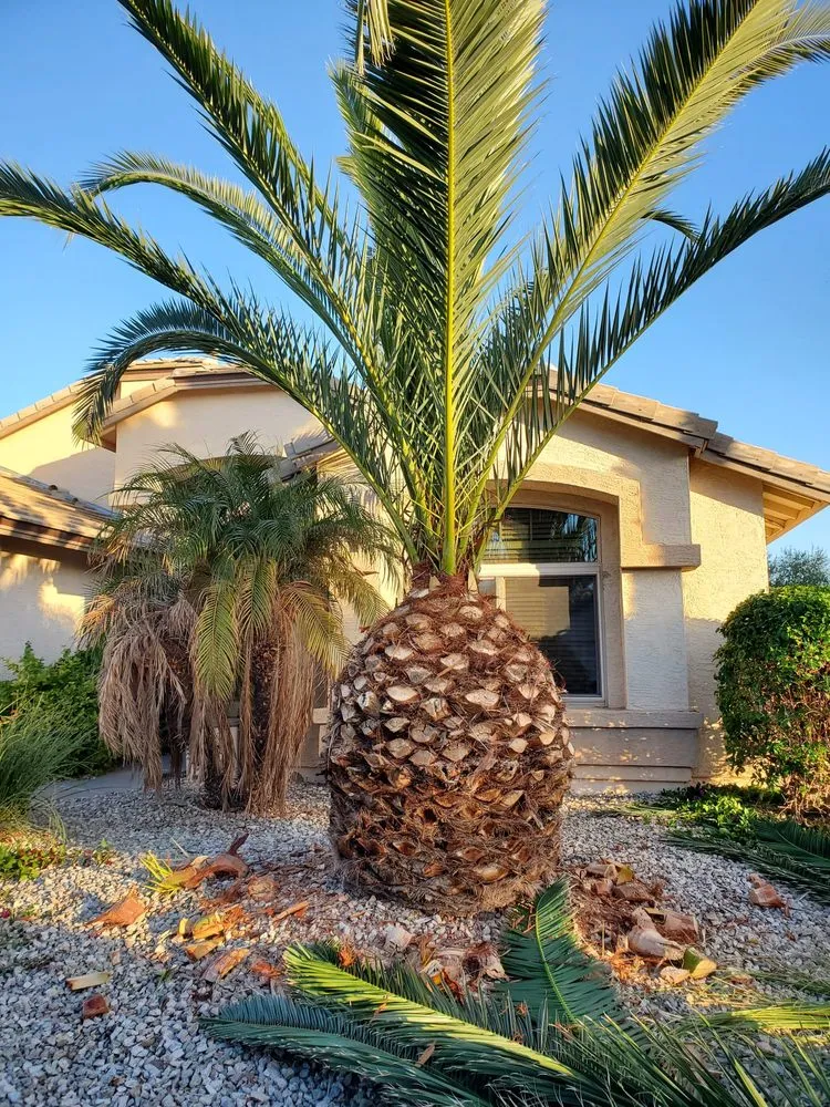 Top-rated landscaping services experts serving Goodyear, AZ - The Green Garden yard Services