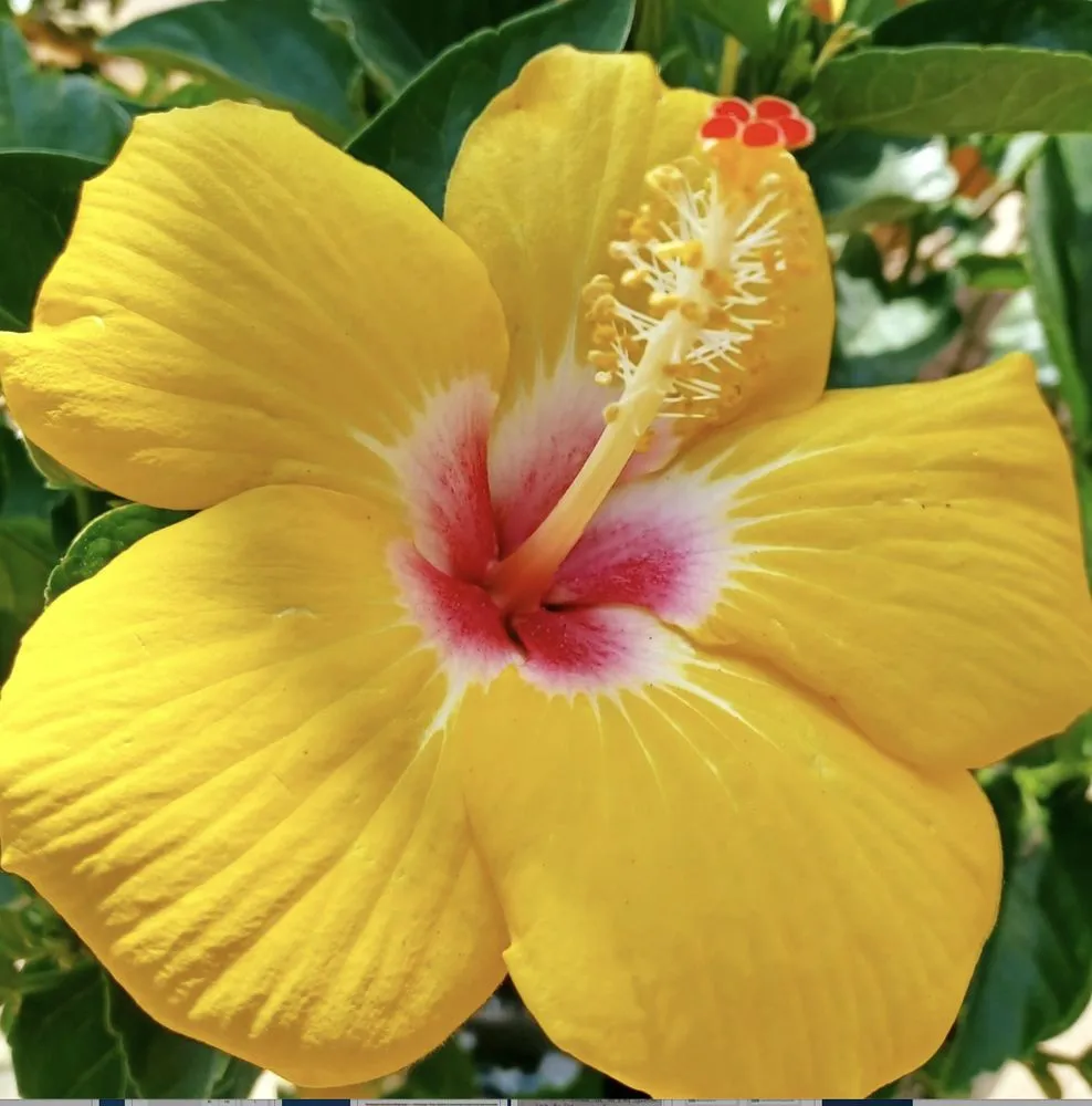 Affordable landscaping services near you in Newberry, FL by The Green House Nursery