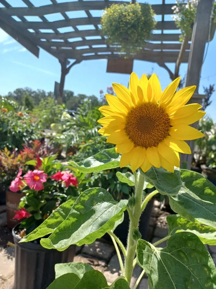 Top-rated yard cleanup service in Newberry, FL - The Green House Nursery