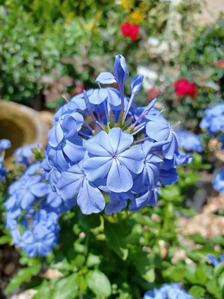 Trusted lawn mowing service for outdoor upgrades across Newberry, FL - The Green House Nursery