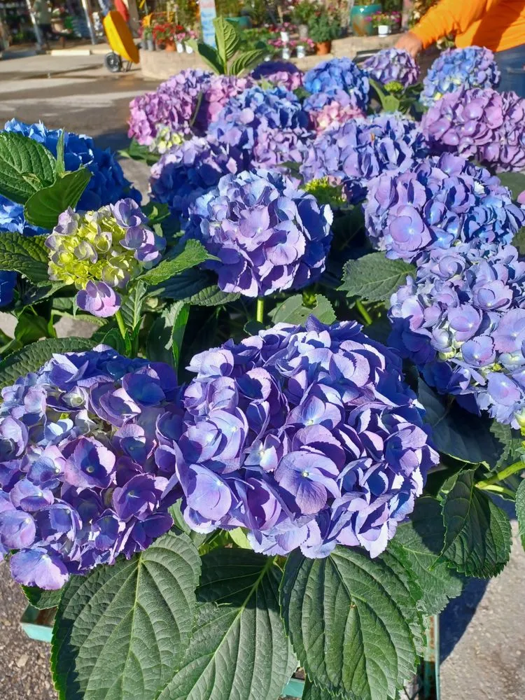 Trusted residential landscaping near you in Newberry, FL by The Green House Nursery