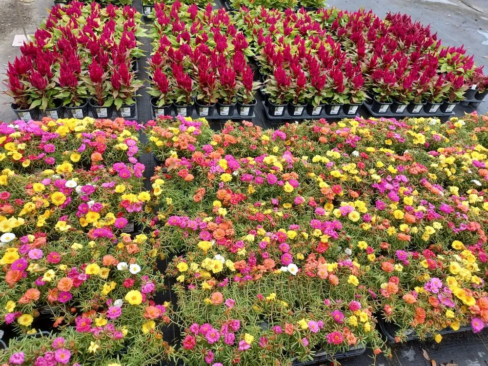 Trusted yard cleanup service for residential properties across Newberry, FL - The Green House Nursery