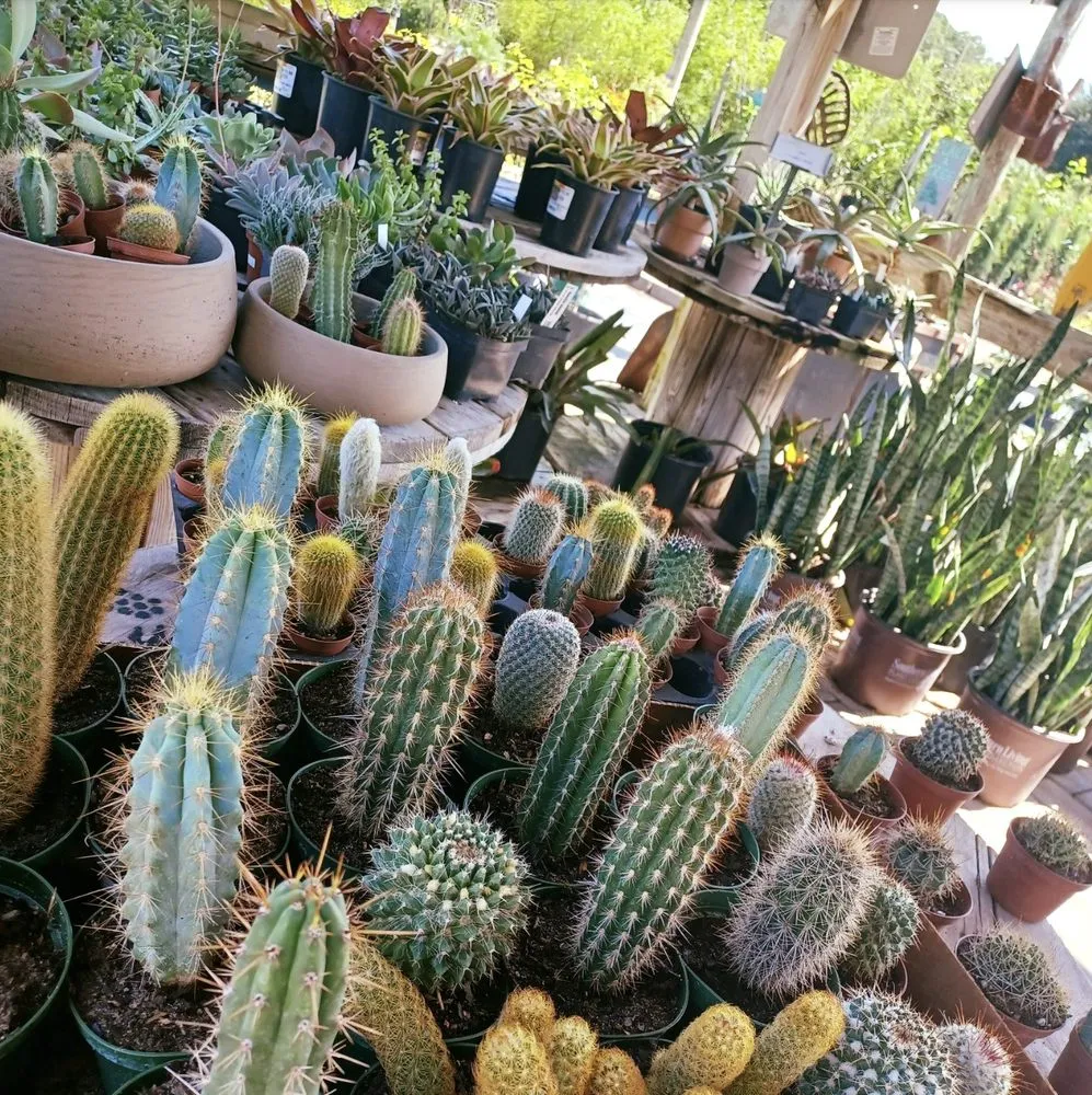 Expert landscaping services near you in Newberry, FL by The Green House Nursery