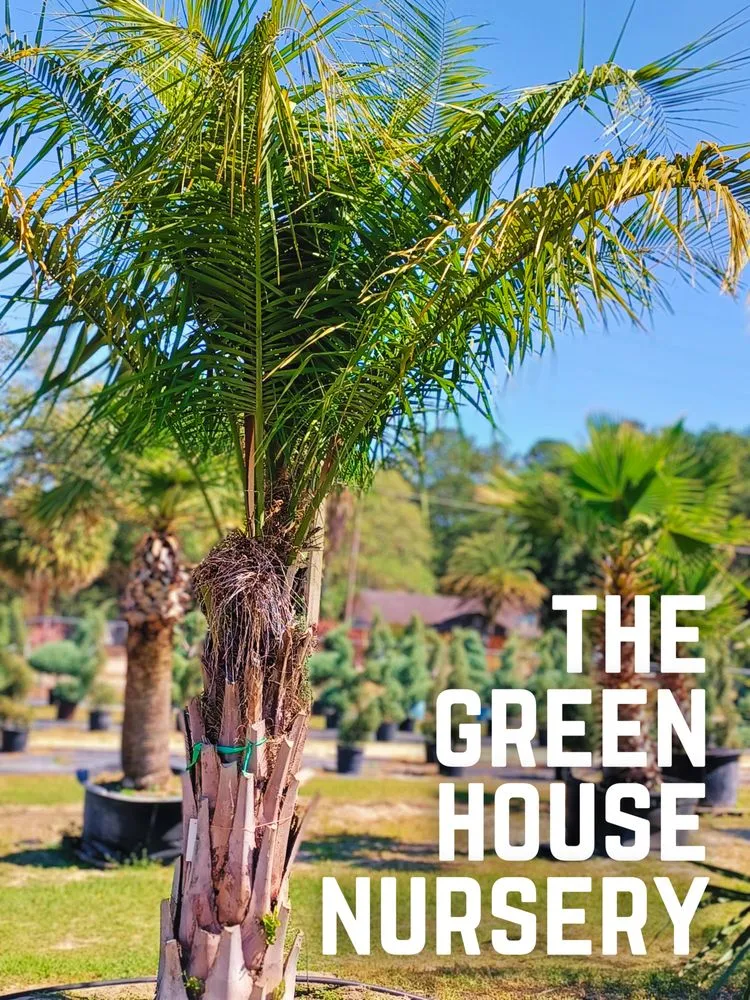 Top-rated yard cleanup service in Newberry, FL - The Green House Nursery