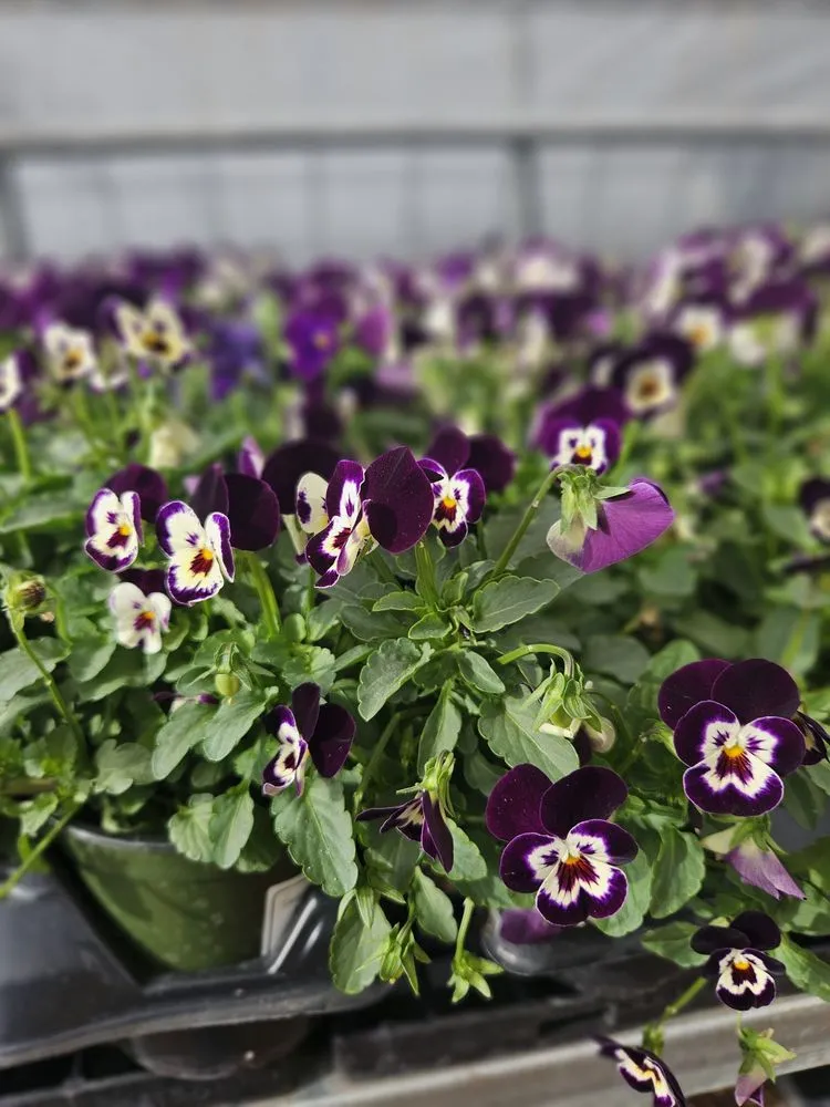 Top-rated garden landscaping with custom design in Bloomfield, CT by The Green Machine