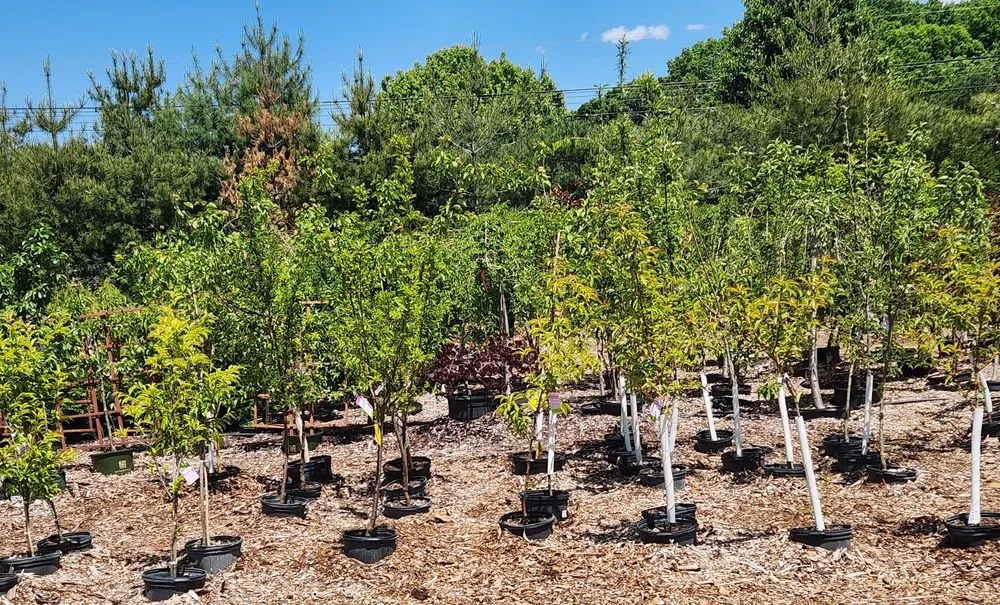 Reliable landscape design for residential properties in Bloomfield, CT by The Green Machine