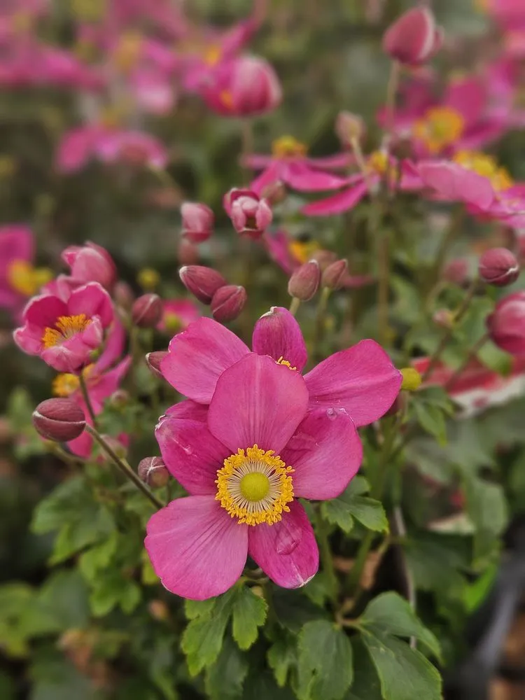 Reliable lawn mowing service for beautiful yards across Bloomfield, CT - The Green Machine