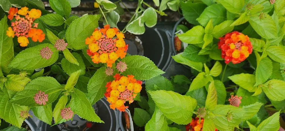 Affordable lawn care service for beautiful yards across Bloomfield, CT - The Green Machine