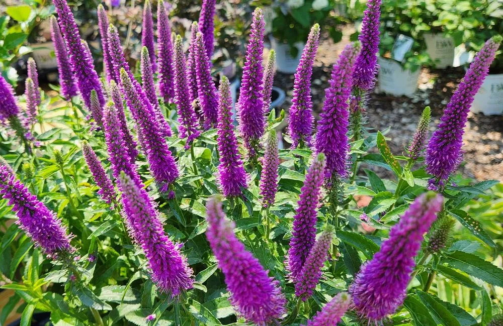 Affordable yard maintenance for beautiful yards across Bloomfield, CT - The Green Machine