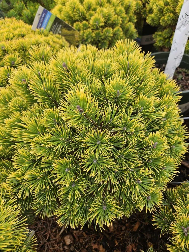 Reliable yard maintenance in Bloomfield, CT by The Green Machine