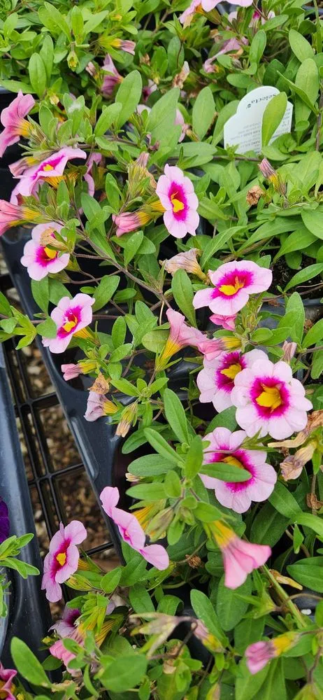 Professional residential landscaping in Bloomfield, CT - The Green Machine