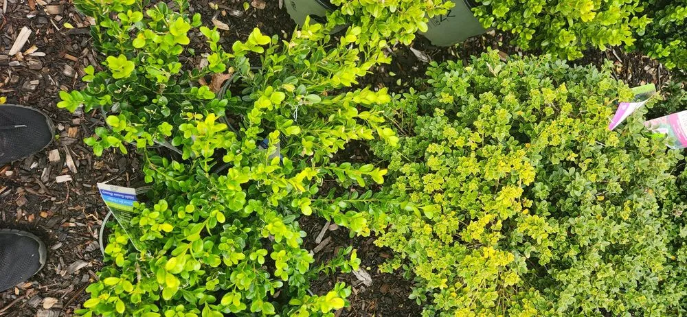 Local yard cleanup service for outdoor upgrades in Bloomfield, CT by The Green Machine