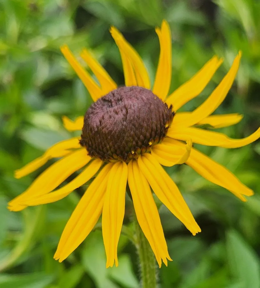 Trusted landscaping services experts serving Bloomfield, CT - The Green Machine