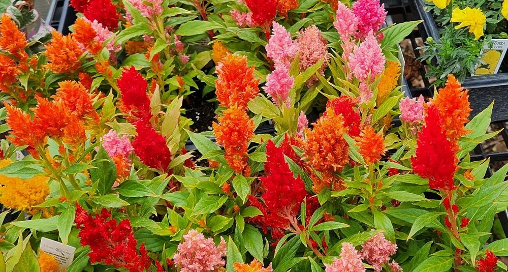 Local garden landscaping experts serving Bloomfield, CT - The Green Machine