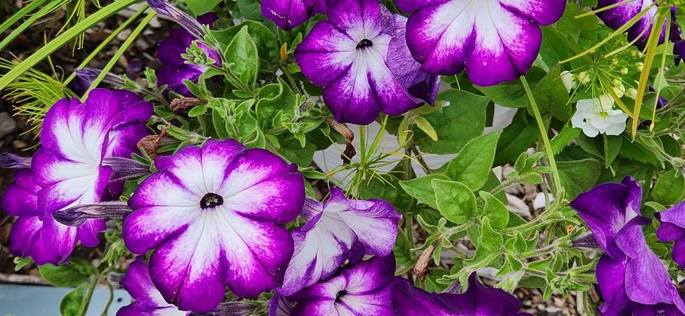 Custom landscape design for residential properties across Bloomfield, CT - The Green Machine