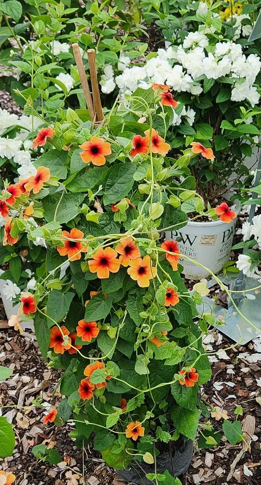 Reliable yard cleanup service for residential properties across Bloomfield, CT - The Green Machine