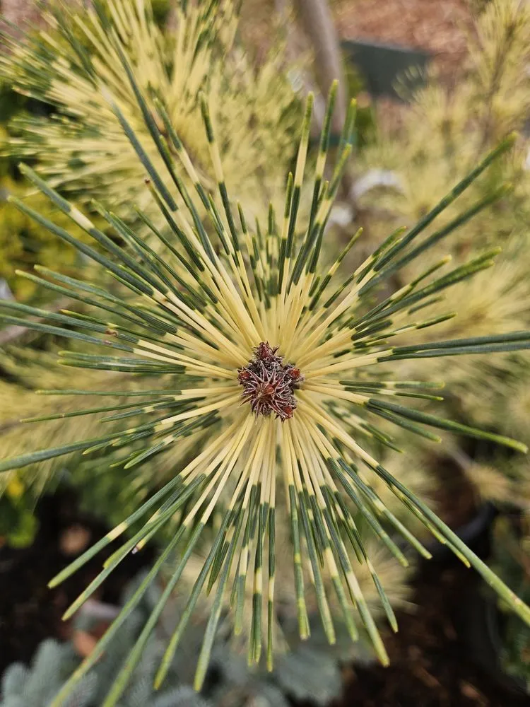 Affordable garden landscaping with custom design across Bloomfield, CT - The Green Machine