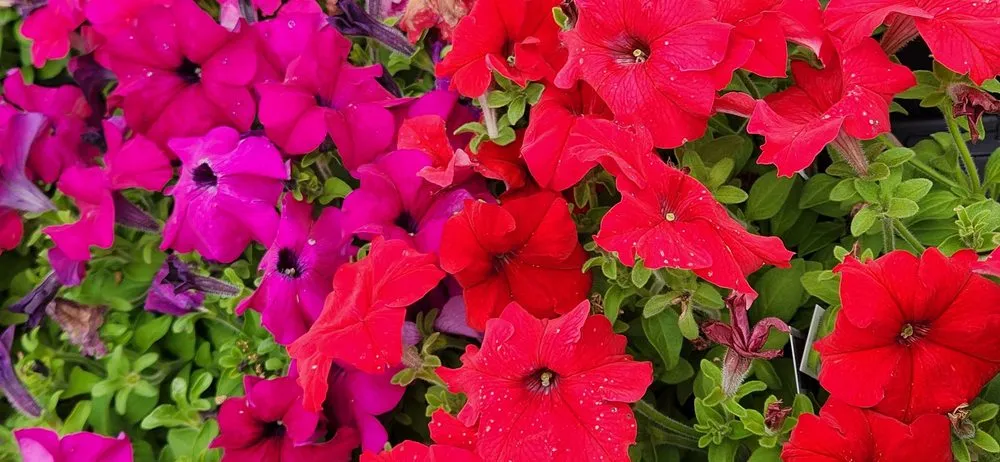 Professional lawn mowing service for year-round maintenance in Bloomfield, CT by The Green Machine