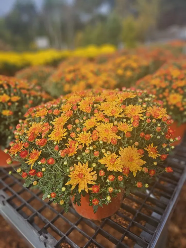 Trusted yard maintenance for homes across Bloomfield, CT - The Green Machine