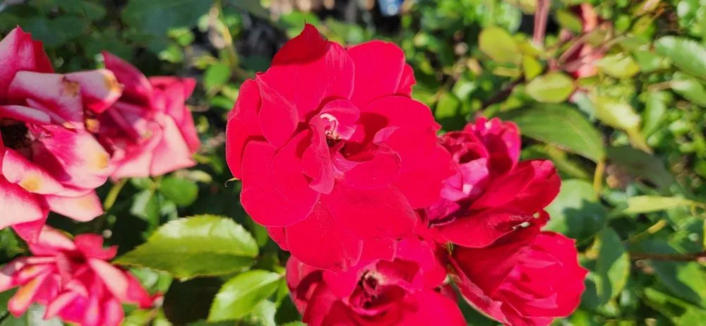 Affordable lawn mowing service in Bloomfield, CT by The Green Machine