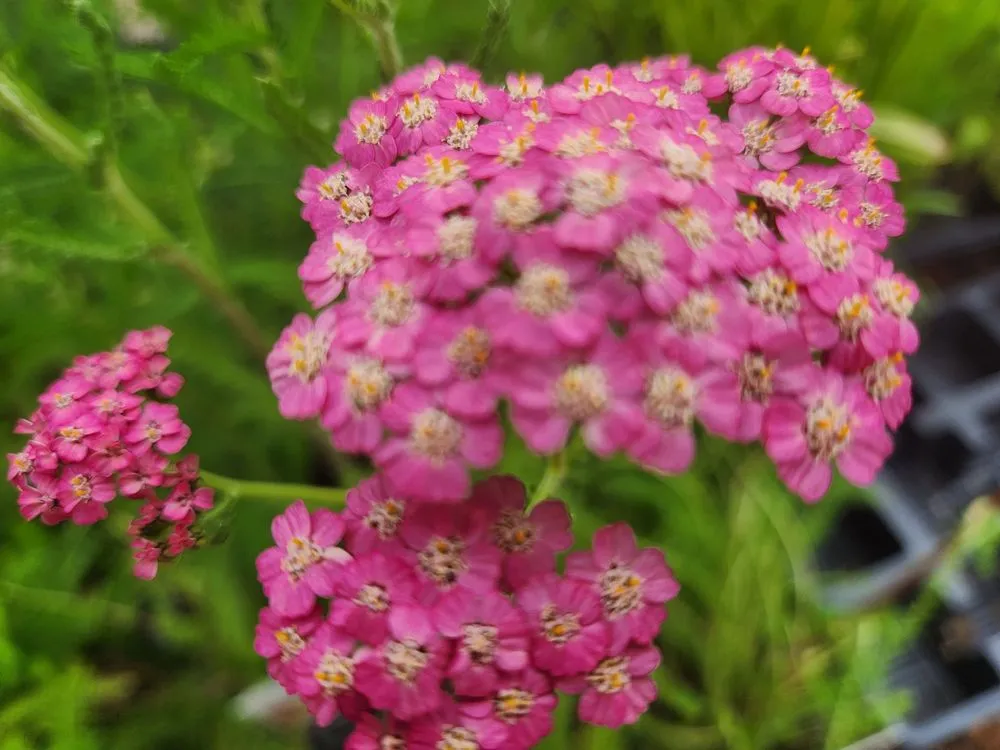 Top-rated garden landscaping in Bloomfield, CT by The Green Machine