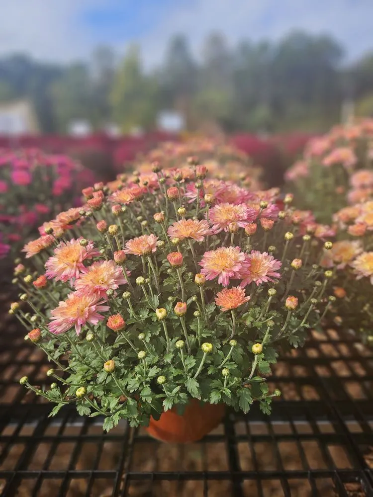 Reliable lawn care service in Bloomfield, CT - The Green Machine