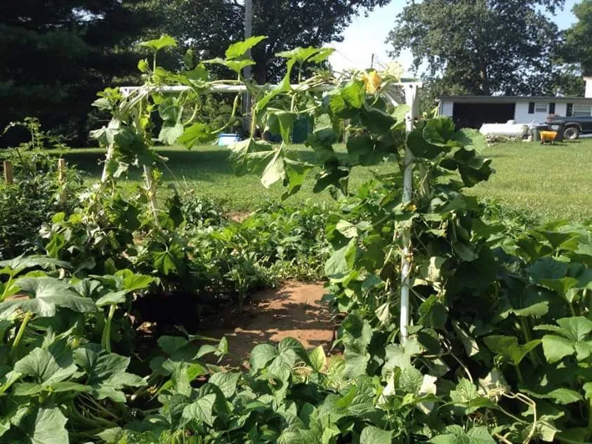 Affordable landscaping services for residential properties in Independence, KY by The Green Man Lawn & Landscaping