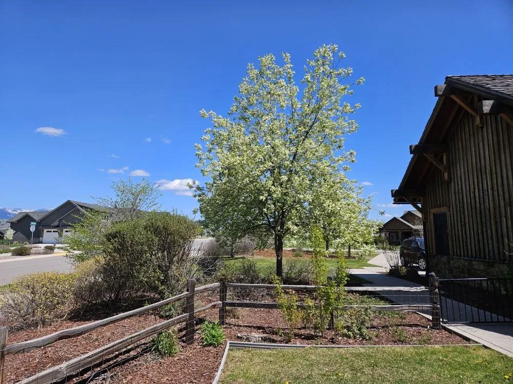 Trusted yard maintenance experts serving Missoula, MT - The Green Scene