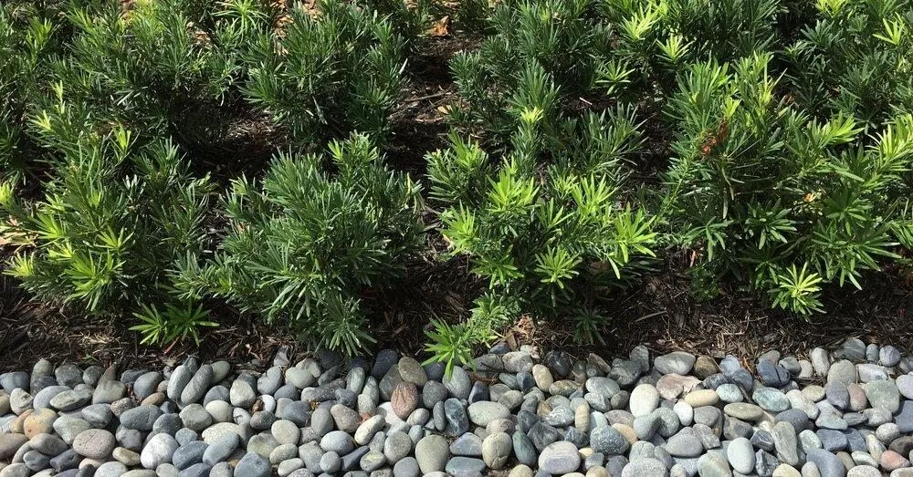 Expert lawn care service in Greenacres, FL by The Green Shape