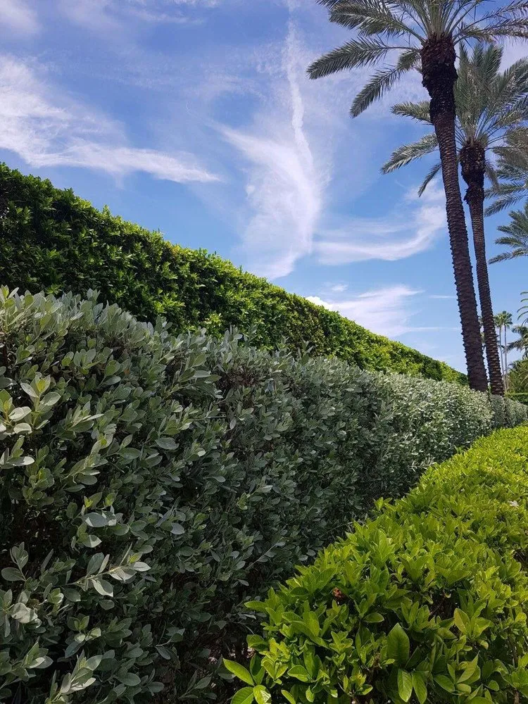 Expert yard maintenance in Greenacres, FL - The Green Shape