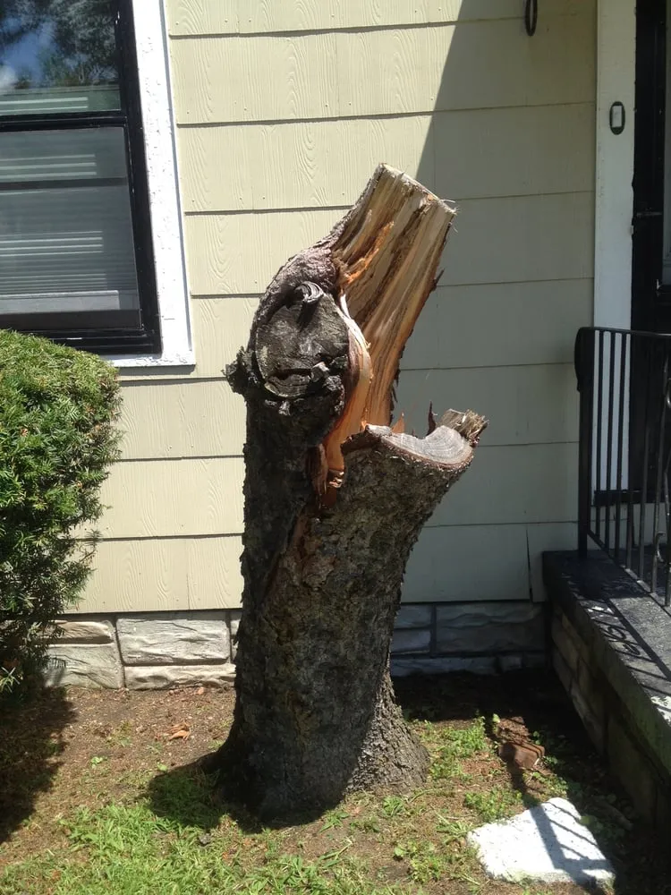 Professional yard cleanup service experts serving South Burlington, VT - The Green Side