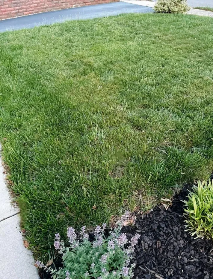 Local outdoor landscaping in Greensboro, NC by The Green Team