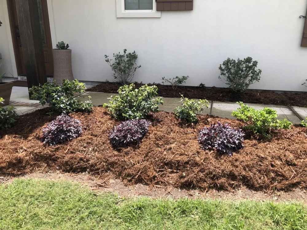 Trusted yard cleanup service experts serving Lacombe, LA - The Green Team