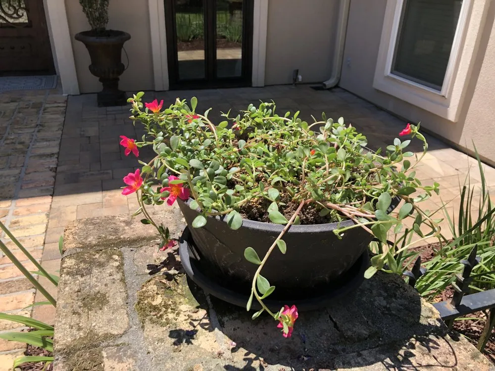 Local lawn mowing service with custom design in Lacombe, LA by The Green Team