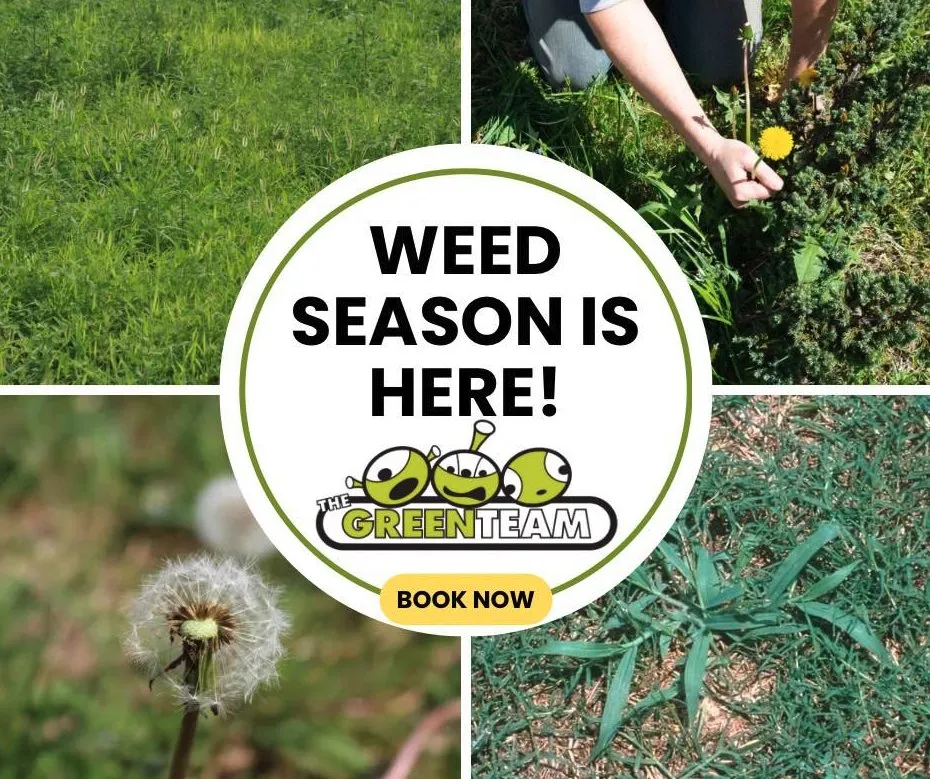 Local landscape design in Roanoke, VA - The Green Team