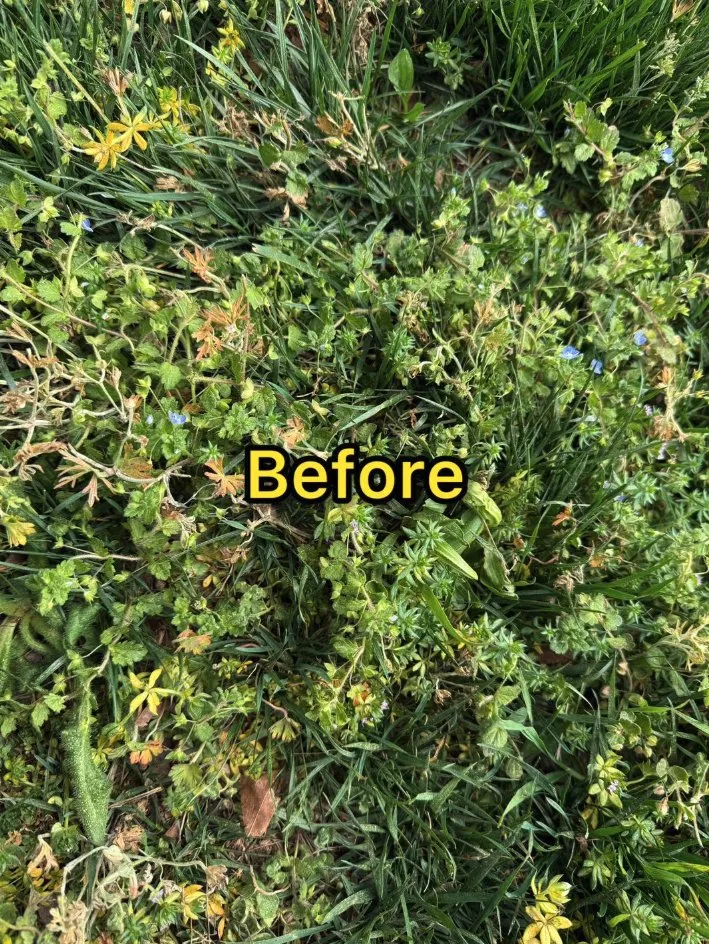 Professional landscaping services in Roanoke, VA - The Green Team