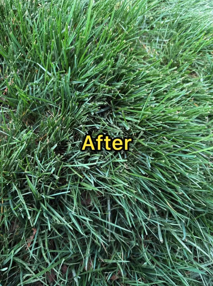 Affordable outdoor landscaping for year-round maintenance in Roanoke, VA by The Green Team