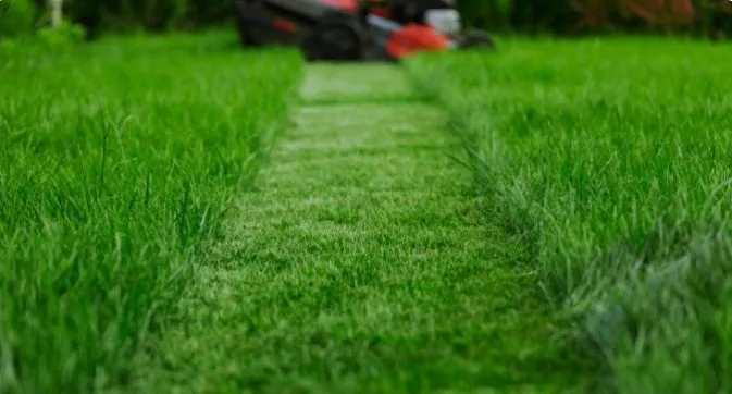 Affordable residential landscaping for beautiful yards across San Antonio, TX - The Green Team