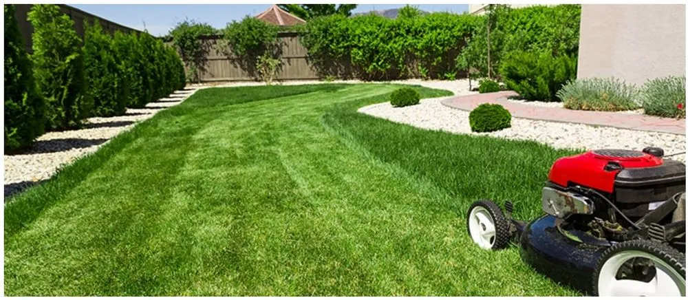 Professional yard cleanup service experts serving San Antonio, TX - The Green Team